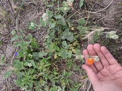Sphaeralcea lindheimeri