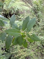 Hamilton's Pomaderris (Pomaderris hamiltonii)