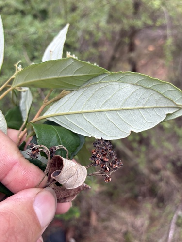 Pomaderris hamiltonii, photograph 2
