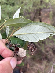 Pomaderris hamiltonii, photograph (c) Chris Parminter, some rights reserved (CC BY)