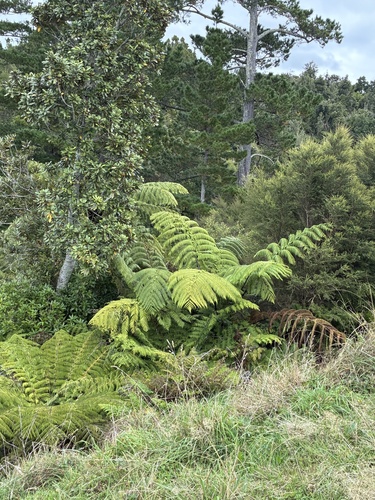 Pomaderris hamiltonii, photograph 4