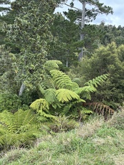 Pomaderris hamiltonii, photograph (c) Chris Parminter, some rights reserved (CC BY)
