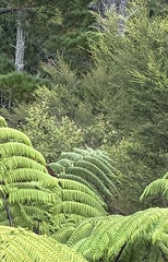 Pomaderris hamiltonii, photograph (c) Chris Parminter, some rights reserved (CC BY)