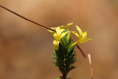 Barleria oenotheroides, photograph (c) Andrea Gantzer, some rights reserved (CC BY)