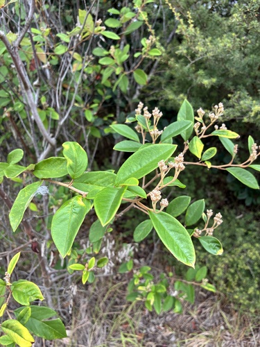 Pale Flowered Kumarahou (Pomaderris hamiltonii)