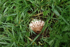Rhacodium
