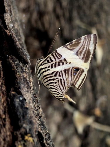 Dirce Beauty (Colobura dirce)