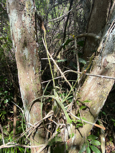 Balbis' airplant (Tillandsia balbisiana)