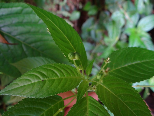 Image of Mercurialis leiocarpa by (c) 呂一起(Lu i-chi), some rights reserved (CC BY)
