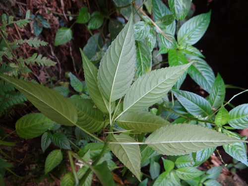 Image of Mercurialis leiocarpa by (c) 呂一起(Lu i-chi), some rights reserved (CC BY)