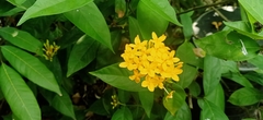 Ixora chinensis