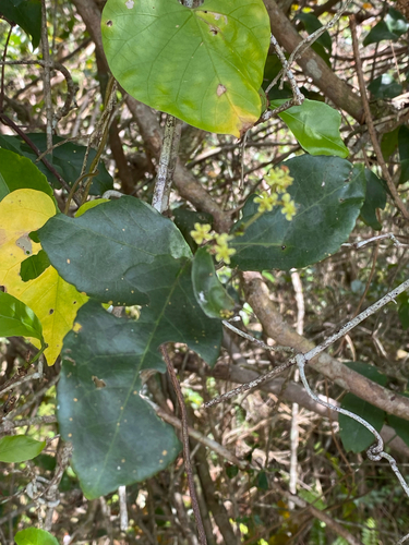 Medicine Vine (Hippocratea volubilis)