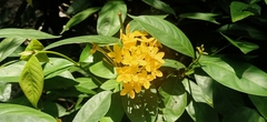 Ixora chinensis