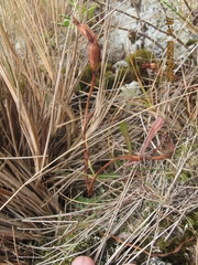 Thelymitra longifolia