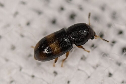 Transverse-banded Ciid