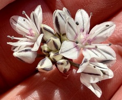 Allium haematochiton, photograph (c) Henrik Kibak, some rights reserved (CC BY)