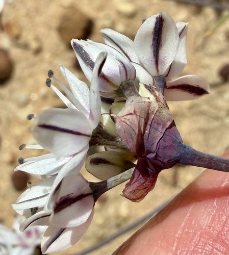 Allium haematochiton, photograph 6