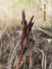Thelymitra longifolia
