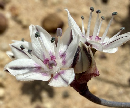red-skinned onion (Allium haematochiton)
