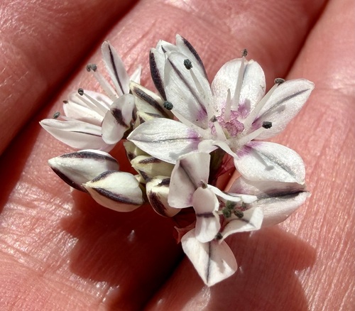 Allium haematochiton, photograph 5