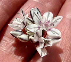 Allium haematochiton, photograph (c) Henrik Kibak, some rights reserved (CC BY)