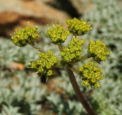 Cymopterus panamintensis panamintensis