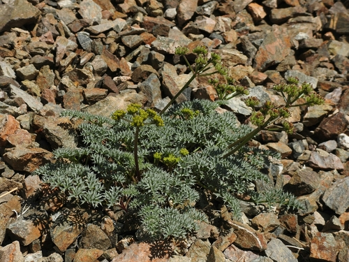 Cymopterus panamintensis var. panamintensis