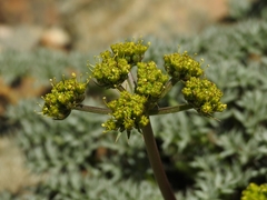 Cymopterus panamintensis panamintensis