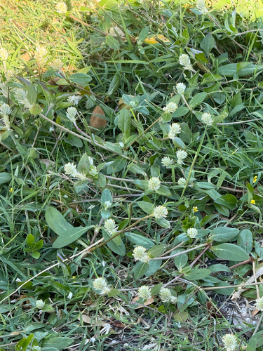 Gomphrena celosioides observed 2026-03-31