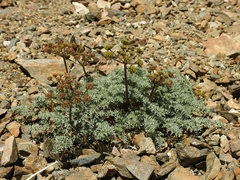 Cymopterus panamintensis panamintensis