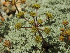 Cymopterus panamintensis panamintensis