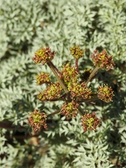 Cymopterus panamintensis panamintensis