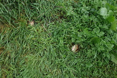 Rhacodium