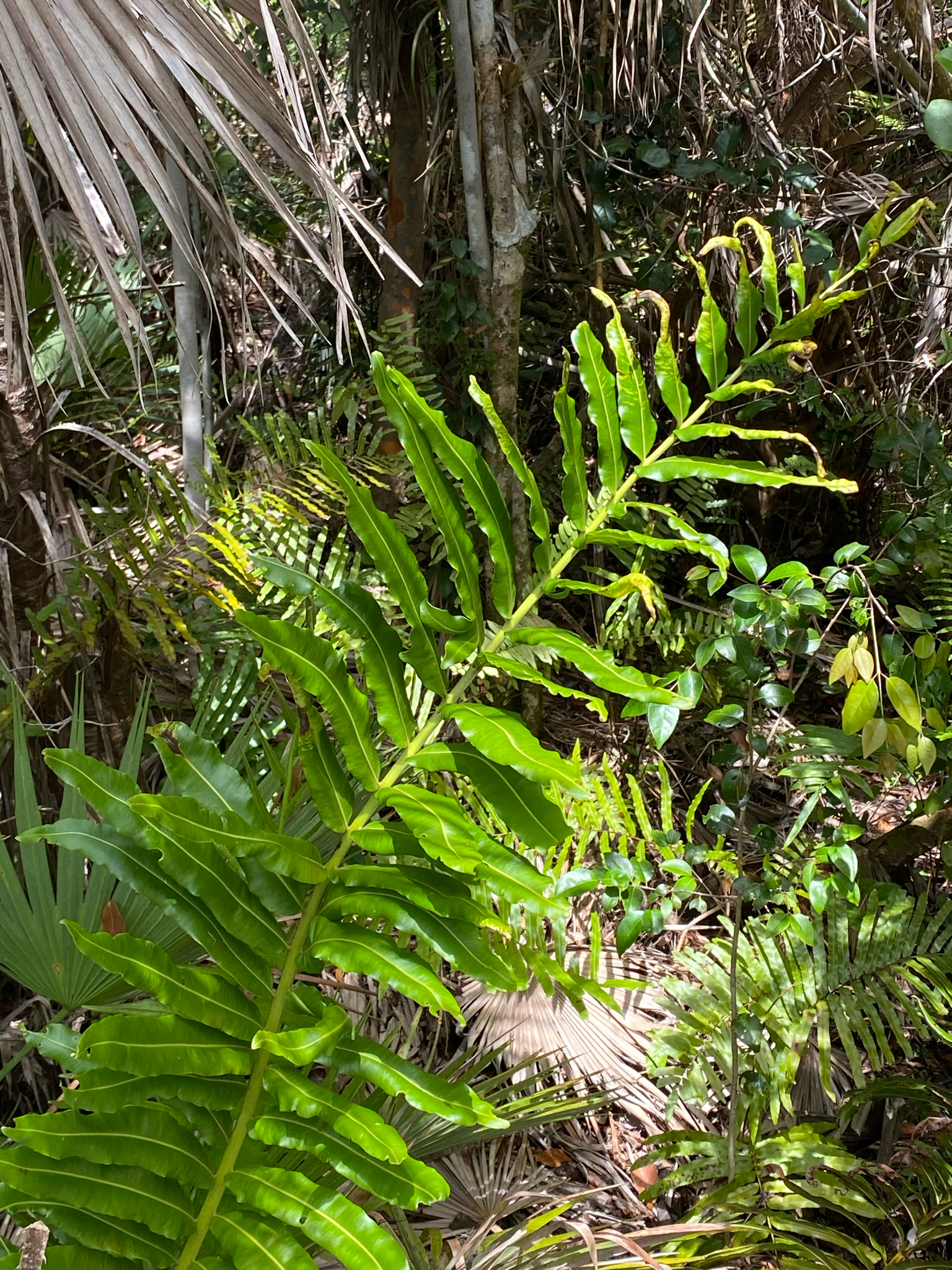 Giant Leather Fern (Acrostichum danaeifolium)
