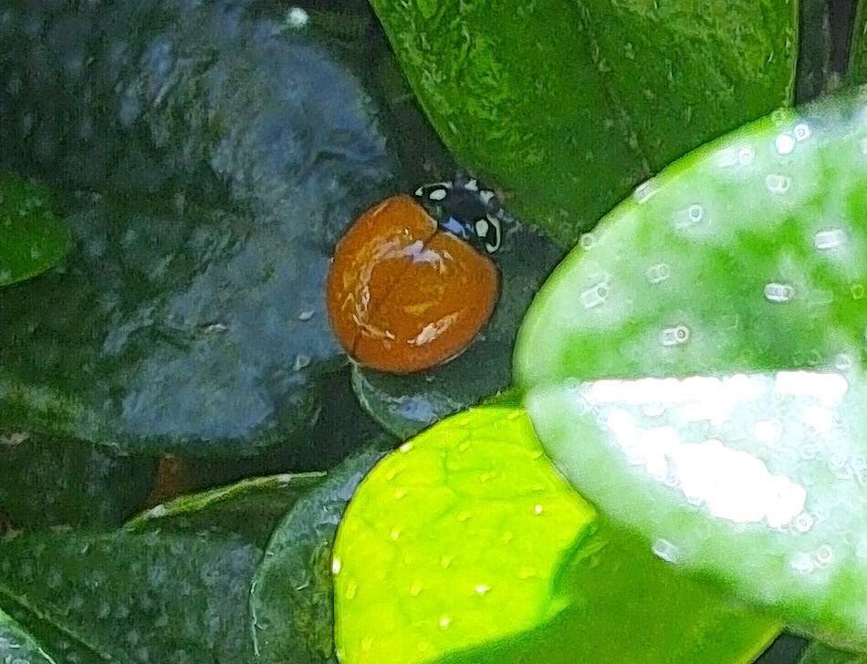 Lady beetle