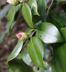 Camellia japonica