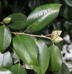 Camellia japonica