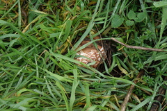 Rhacodium