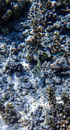 Acanthurus triostegus