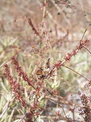 Aspalathus retroflexa bicolor