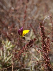 Aspalathus retroflexa bicolor