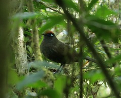 Coua reynaudii