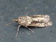 Eudonia submarginalis