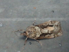 Eudonia submarginalis