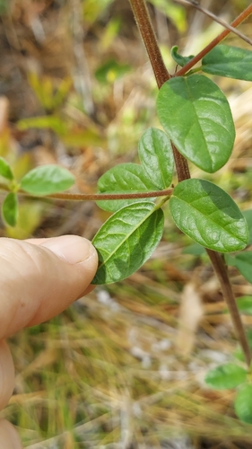 Royal Snoutbean (Rhynchosia cytisoides)