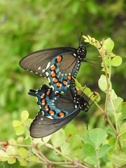 Battus philenor insularis
