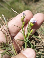Psoralea filifolia