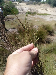 Psoralea filifolia