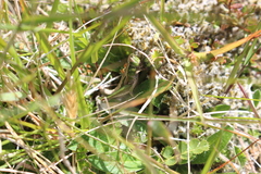 Sigaus campestris