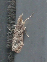 Eudonia philerga
